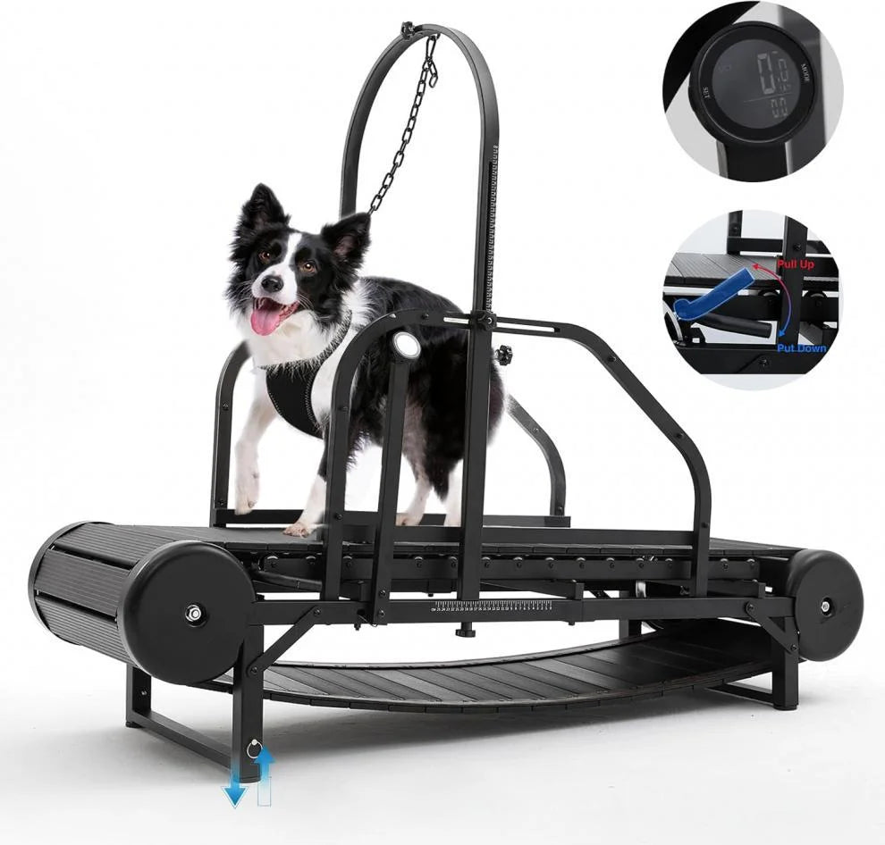 Dog Treadmill