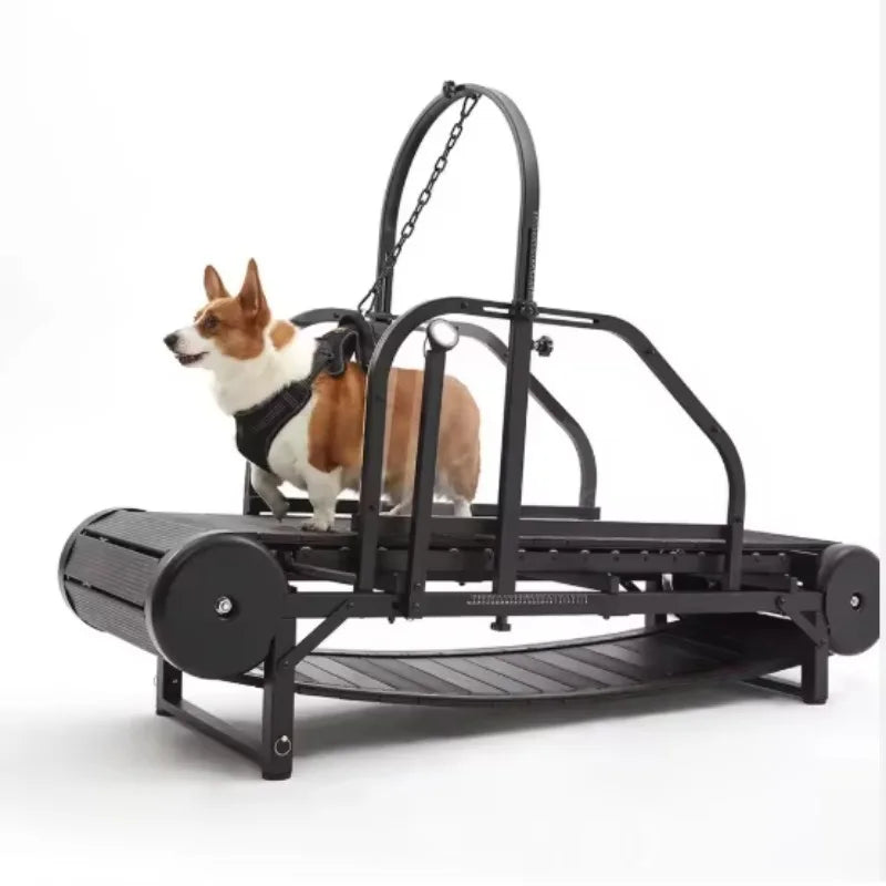 Dog Treadmill