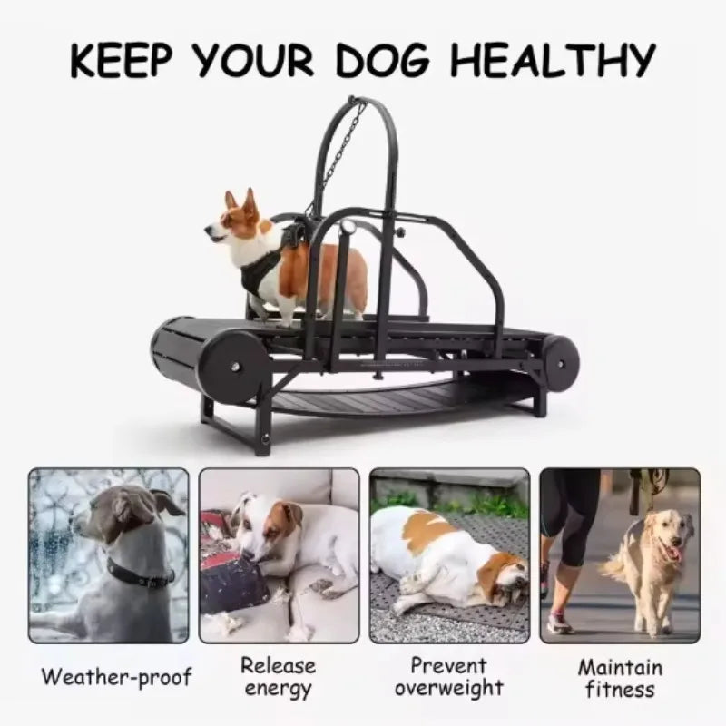 Dog Treadmill