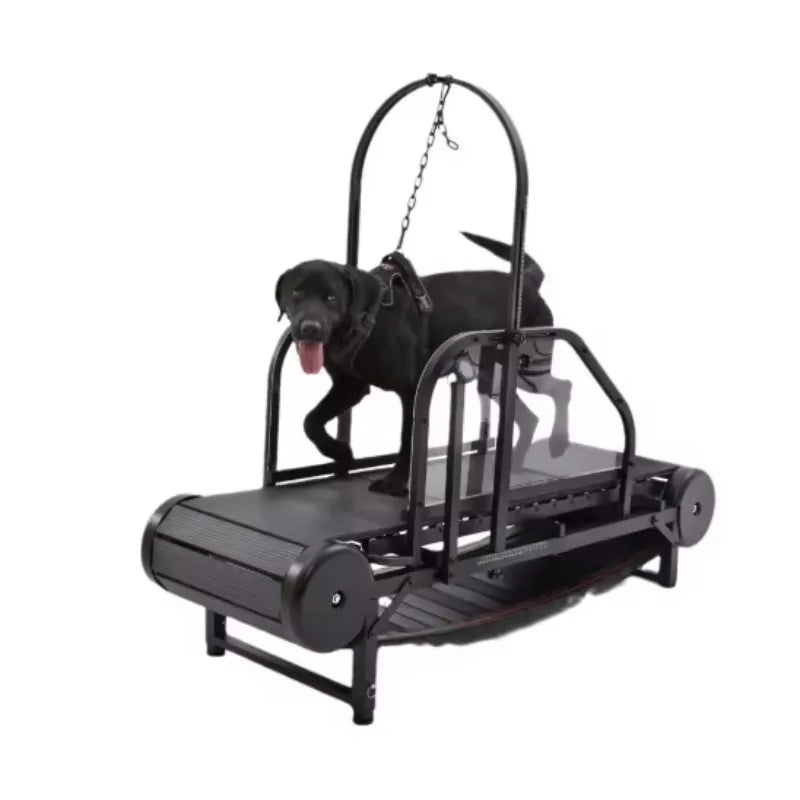 Dog Treadmill