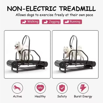 Dog Treadmill