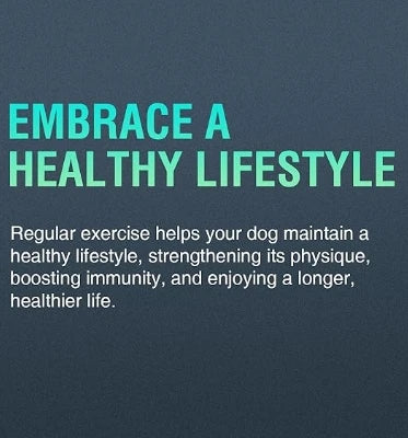 Pet Dog Treadmill
