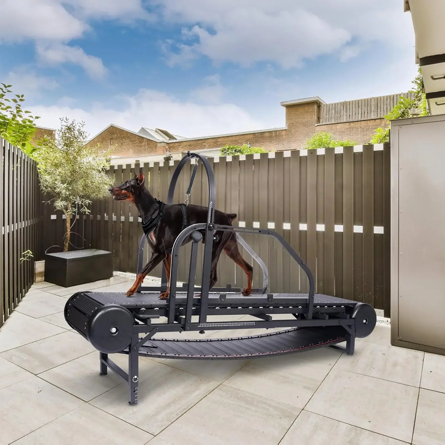 Professional Dog Treadmill