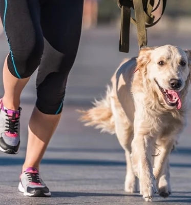 Pet Dog Treadmill