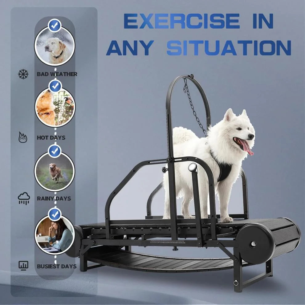 Dog Treadmill