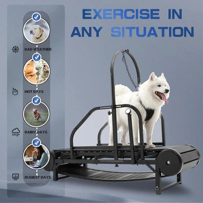 Dog Treadmill