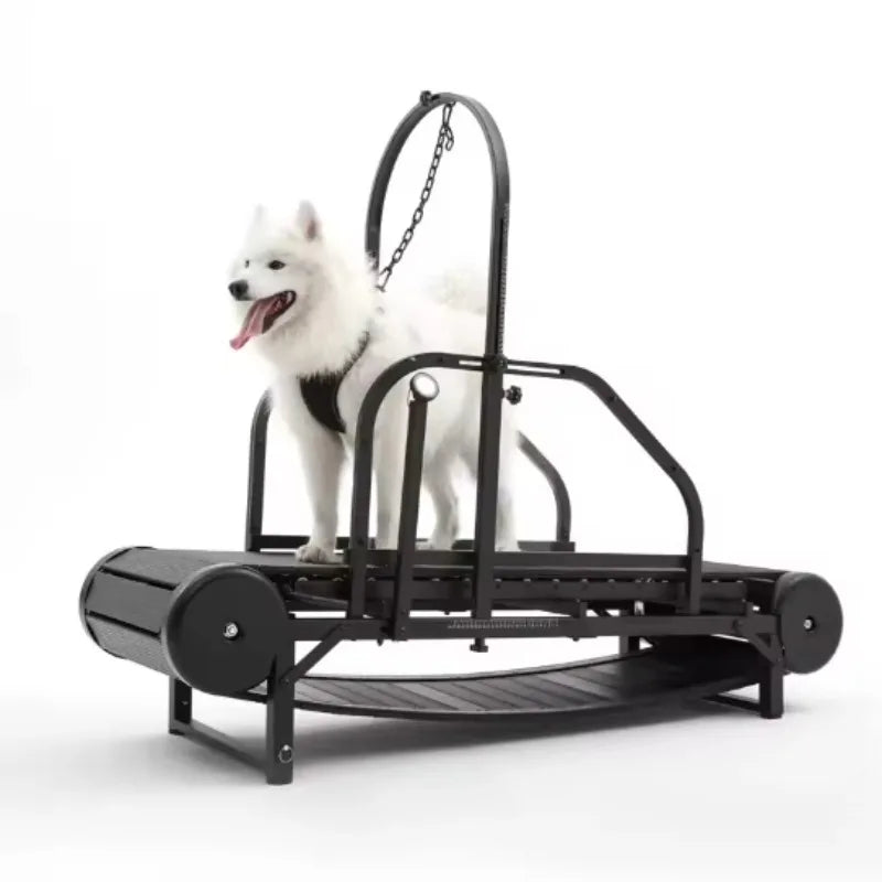 Dog Treadmill